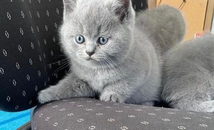 BkH reinrassige Kitten