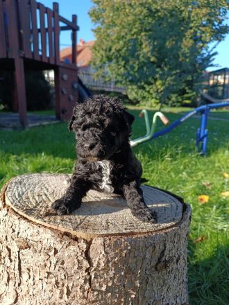 Puliwelpen (hypoallergen)