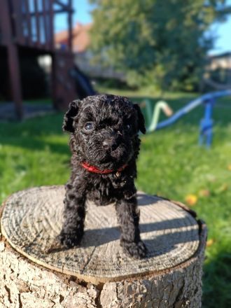 Puliwelpen (hypoallergen)