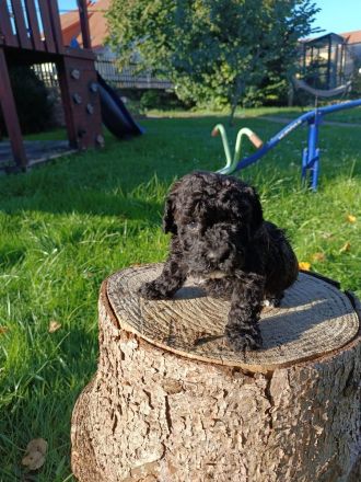 Puliwelpen (hypoallergen)