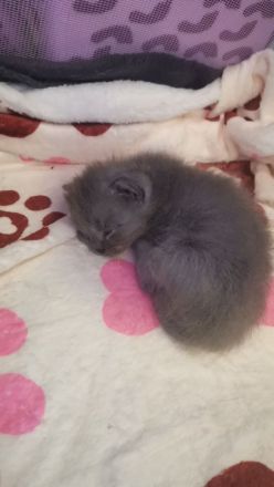 3 wunderschöne Bkh kitten