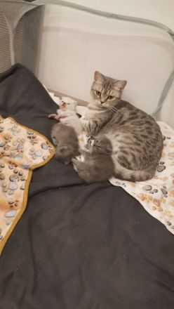 3 wunderschöne Bkh kitten