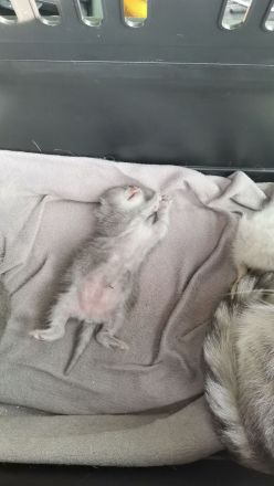 3 wunderschöne Bkh kitten