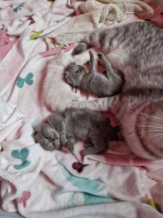 3 wunderschöne Bkh kitten