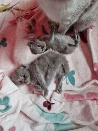 3 wunderschöne Bkh kitten