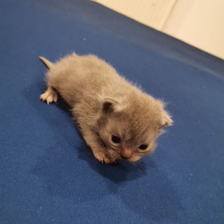 3 wunderschöne Bkh kitten