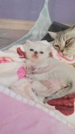 3 wunderschöne Bkh kitten