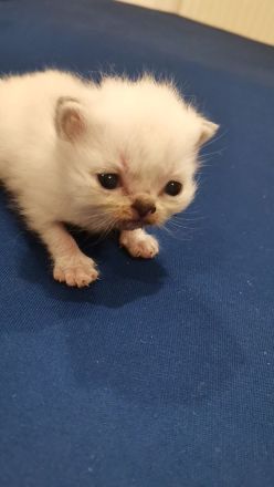 3 wunderschöne Bkh kitten