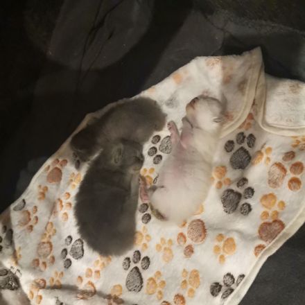 3 wunderschöne Bkh kitten