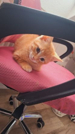 Katzenbaby in Liebenden Händen abzugeben