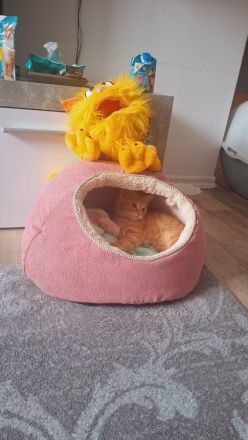 Katzenbaby in Liebenden Händen abzugeben