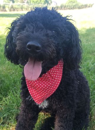 Deckrüde, Spanischer Wasserhund - Perro de Agua Español