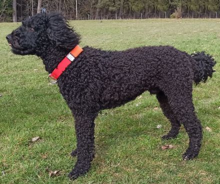 Deckrüde, Spanischer Wasserhund - Perro de Agua Español