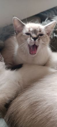 Wunderschöne Ragdoll Siam Red Point Kitten