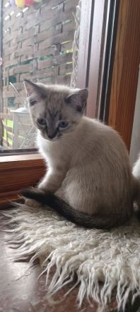 Wunderschöne Ragdoll Siam Red Point Kitten