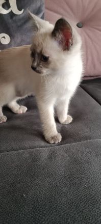 Wunderschöne Ragdoll Siam Red Point Kitten