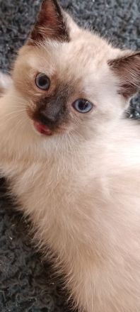 Wunderschöne Ragdoll Siam Red Point Kitten