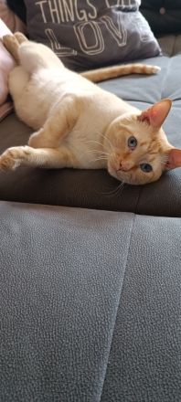 Wunderschöne Ragdoll Siam Red Point Kitten