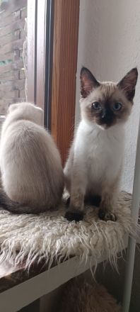 Wunderschöne Ragdoll Siam Red Point Kitten