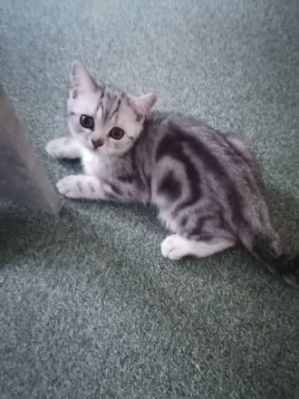 BKH Kitten reinrassige mit Stambaum