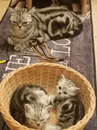 BKH Kitten reinrassige mit Stambaum