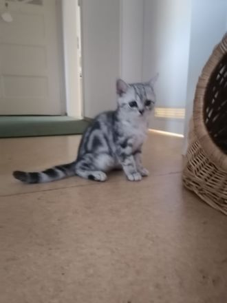 BKH Kitten reinrassige mit Stambaum