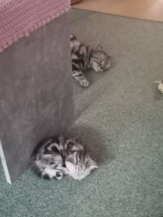 BKH Kitten reinrassige mit Stambaum