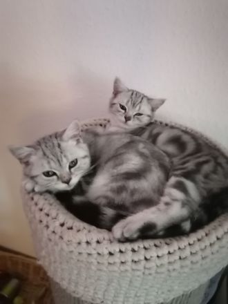 BKH Kitten reinrassige mit Stambaum