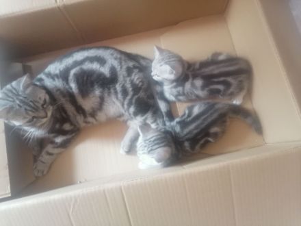 BKH Kitten reinrassige mit Stambaum