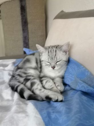 BKH Kitten reinrassige mit Stambaum