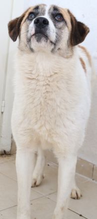 Taro, geb. ca. 08/2018, lebt in GRIECHENLAND, im städt. Tierheim Serres