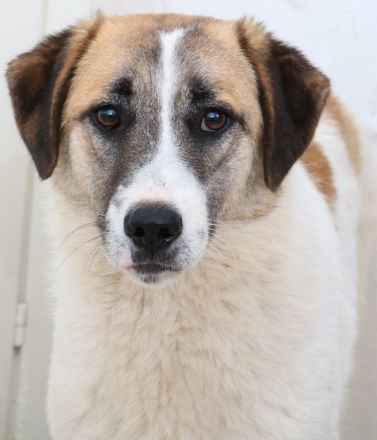 Taro, geb. ca. 08/2018, lebt in GRIECHENLAND, im städt. Tierheim Serres