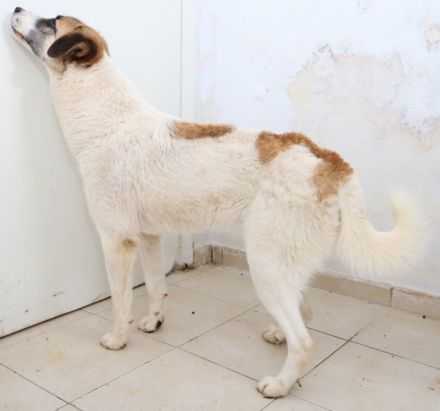 Taro, geb. ca. 08/2018, lebt in GRIECHENLAND, im städt. Tierheim Serres