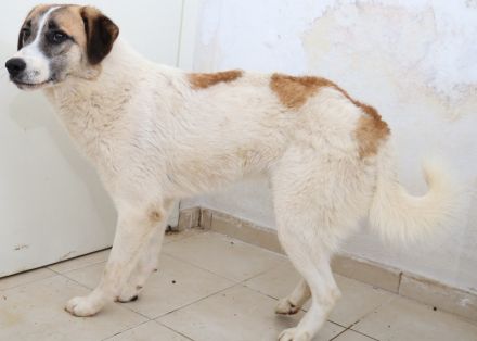 Taro, geb. ca. 08/2018, lebt in GRIECHENLAND, im städt. Tierheim Serres