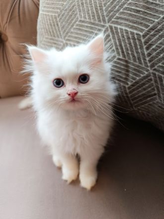 BKH BLH Kitten reinrassig bereit zur Besichtigung