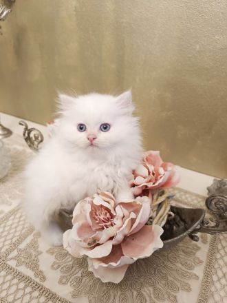 BKH BLH Kitten reinrassig bereit zur Besichtigung