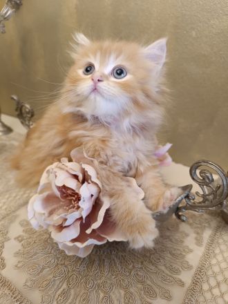 BKH BLH Kitten reinrassig bereit zur Besichtigung