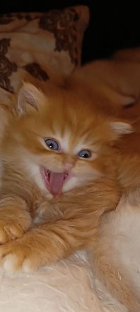 BKH BLH Kitten reinrassig bereit zur Besichtigung