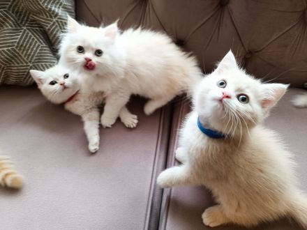 BKH BLH Kitten reinrassig bereit zur Besichtigung