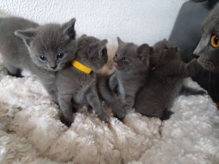 Kartäuser Rasse Kitten zauberhaft