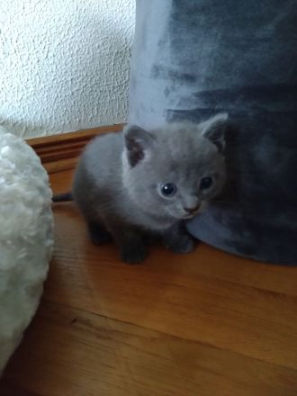 Kartäuser Rasse Kitten zauberhaft