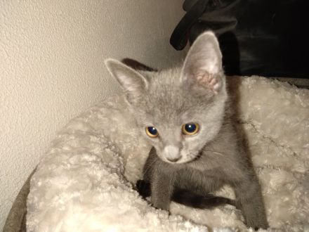 Kartäuser Rasse Kitten zauberhaft