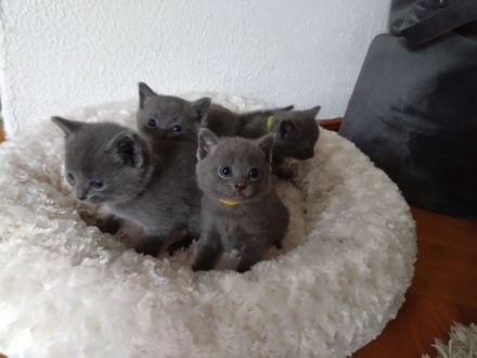 Kartäuser Rasse Kitten zauberhaft