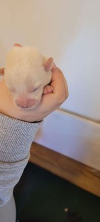 Am 22.9 ist der A-Wurf von der Klosterruine gefallen