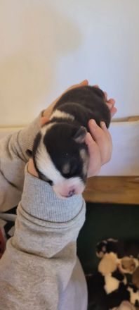 Am 22.9 ist der A-Wurf von der Klosterruine gefallen