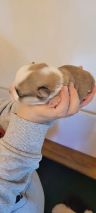 Am 22.9 ist der A-Wurf von der Klosterruine gefallen