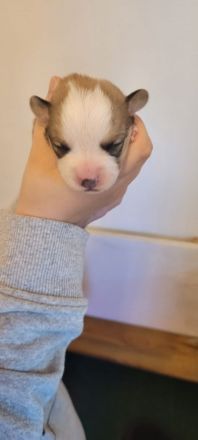 Am 22.9 ist der A-Wurf von der Klosterruine gefallen