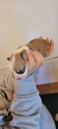 Am 22.9 ist der A-Wurf von der Klosterruine gefallen