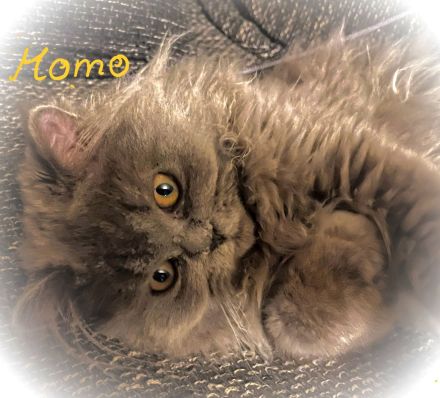 Fünf kleine Perserchen suchen ein Zuhause