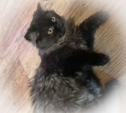 Fünf kleine Perserchen suchen ein Zuhause